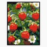 Affiche fraise